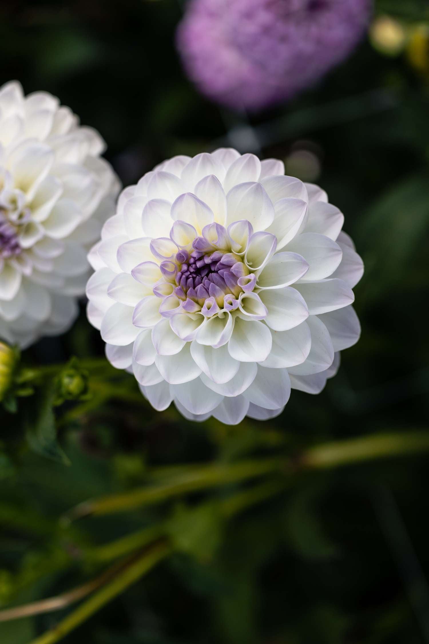 Dahlia 'Eveline'